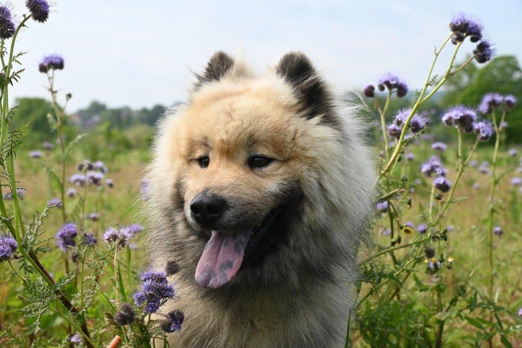 Hond kauwt op bullepees als gezonde, natuurlijke snack voor tandgezondheid en vermaak